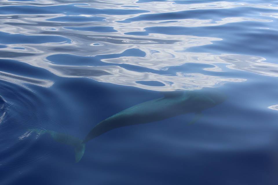 Una ballena deslizándose justo por debajo de la superficie del azul profundo del Atlántico, frente a las costas de Madeira