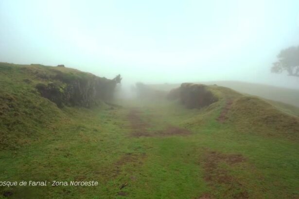 Fanal Forest: Madeira's Mystical Fog Forest