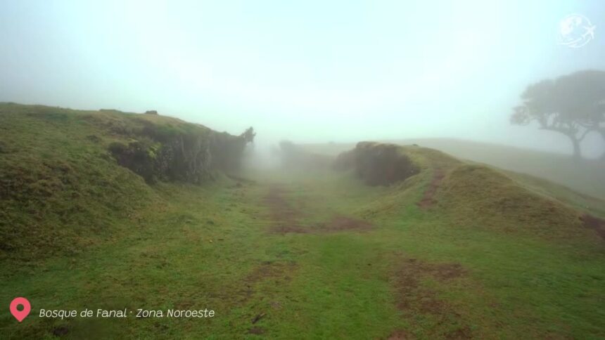Floresta do Fanal: a mística floresta enevoada da Madeira