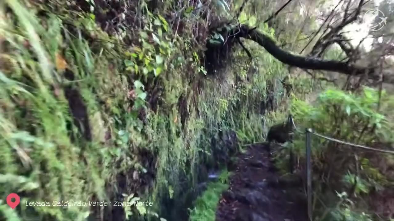 Caminhantes a percorrer o estreito trilho da levada pela floresta de Laurissilva, em direção à cascata do Caldeirão Verde, na Madeira