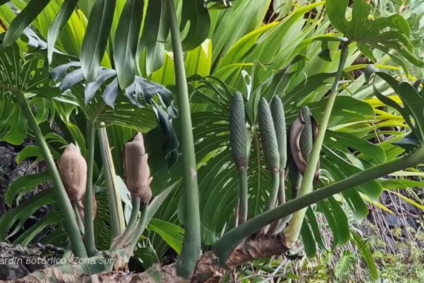 Jardim Botânico da Madeira: Ingressos, teleférico e o que ver em 2026