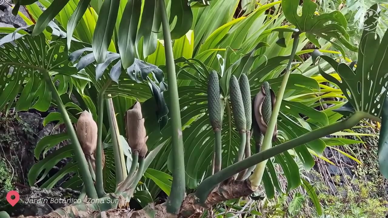 Jardín Botánico de Madeira: entradas, teleférico y qué ver en 2026