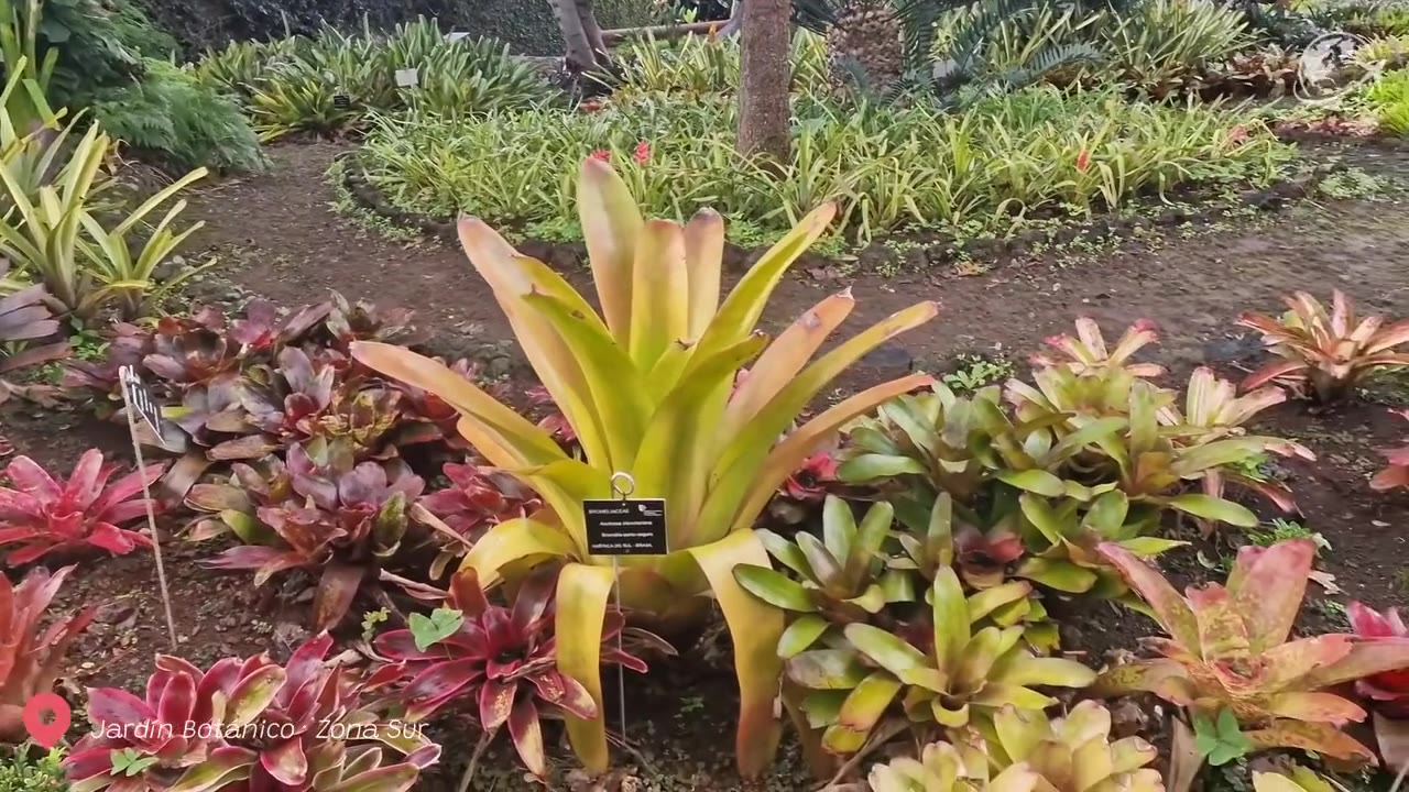 Parterres en forma de alfombra dispuestos en terrazas y organizados en motivos geométricos en el Jardín Botánico de Madeira, situado en las alturas de Funchal