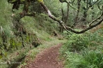 Rabaçal, 25 Fontes and Risco Waterfall (PR6): The Classic Double Levada Walk